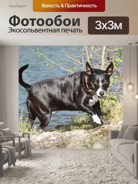 Фотообои Собака