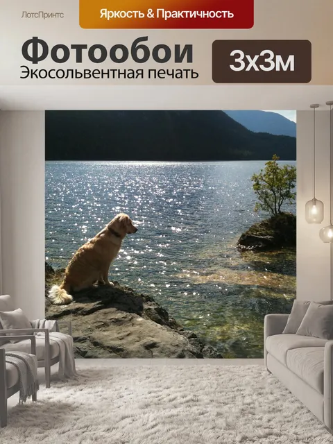 Фотообои Золотистый ретривер
