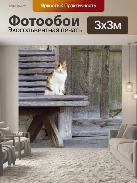 Фотообои Кот