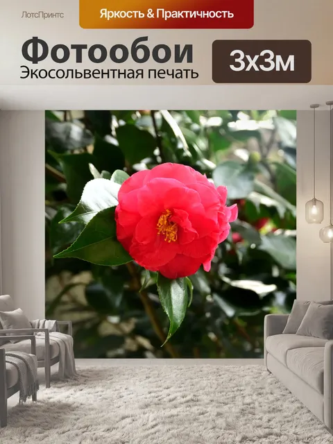 Фотообои Куинс из Японии