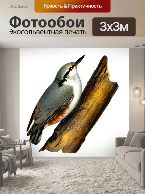 Фотообои Поползень