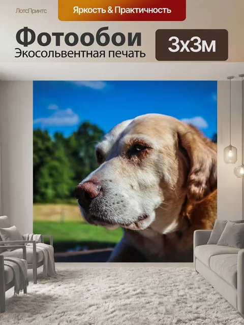 Фотообои Собака