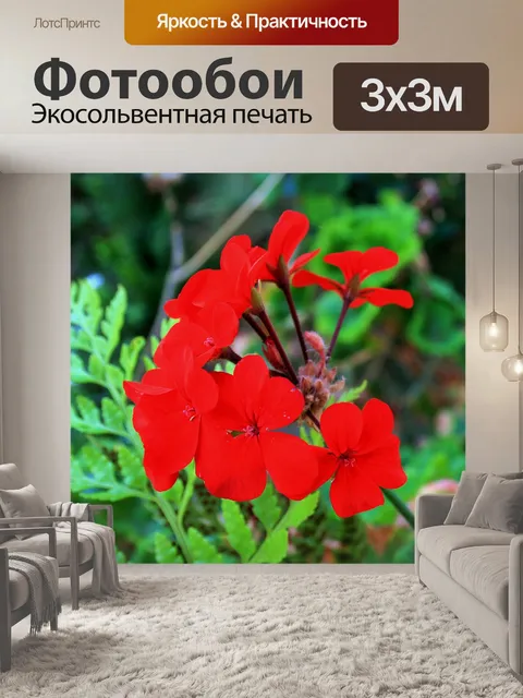 Фотообои красный цветок герани