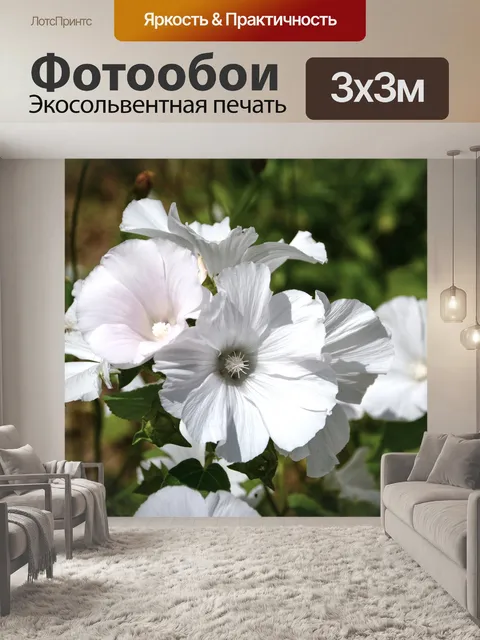 Фотообои Белые Волюбилис
