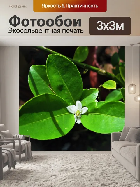 Фотообои цитрусовые цвести