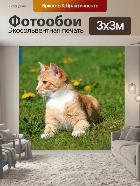 Фотообои Кот