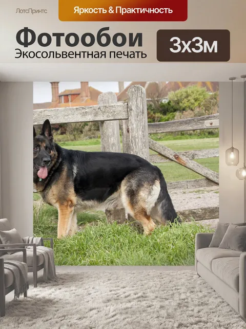 Фотообои Собака - немецкая овчарка