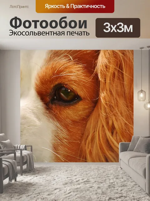 Фотообои Собака
