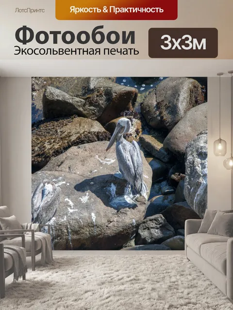 Фотообои Пеликаны
