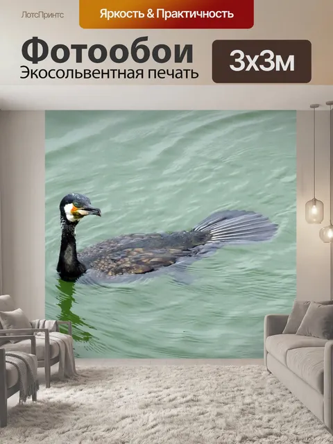 Фотообои Большой баклан