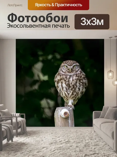 Фотообои Совы