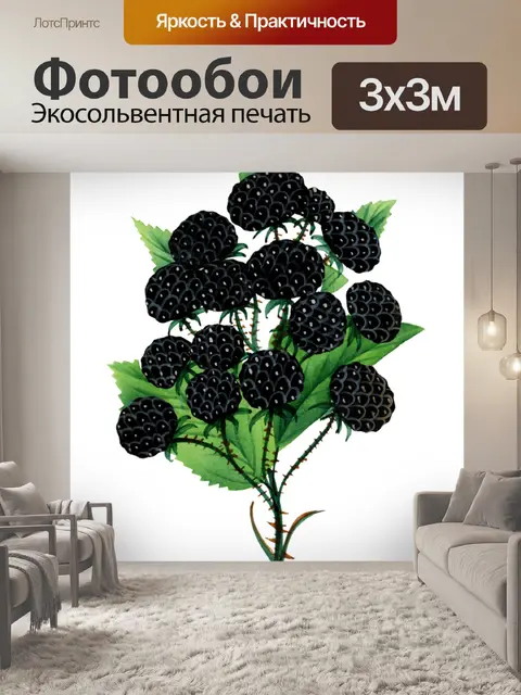 Фотообои Клипарт ежевика фрукты фрукты