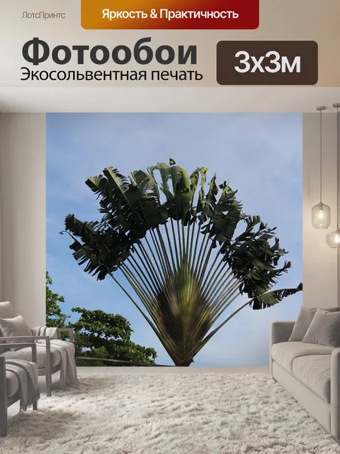 Фотообои Поклонник пальмового дерева