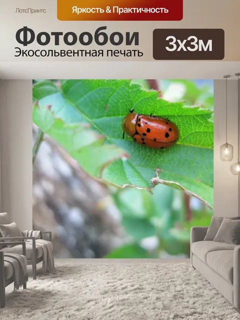 Фотообои красный жук на листе