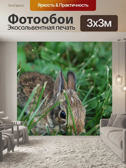 Фотообои Кролик