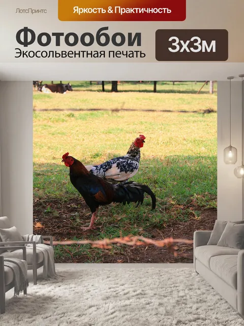 Фотообои куры, Ирен молочная ферма