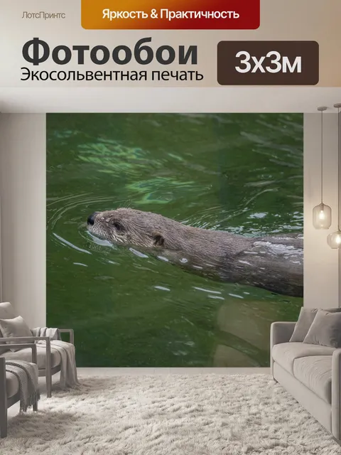 Фотообои Выдра