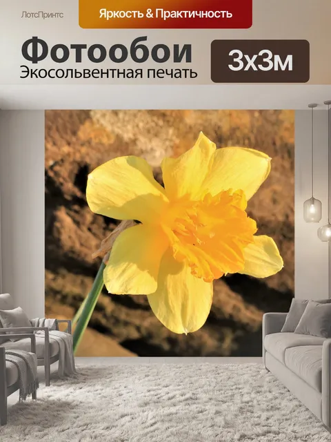 Фотообои Нарцисс в утреннем свете