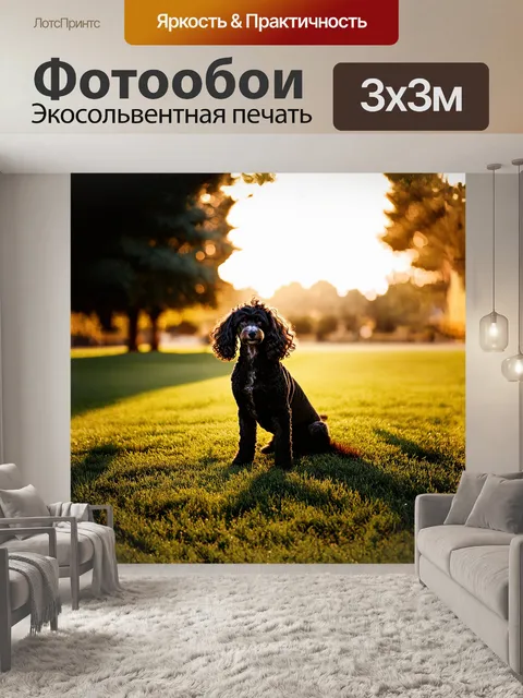Фотообои чёрный пудель, сидящий на солнечном лужайке, освещённый мягким светом заката, его кудрявые волосы…