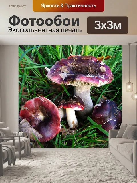 Фотообои Голубиный гриб