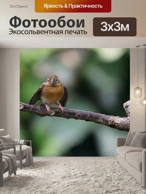Фотообои Мадагаскарская сорока