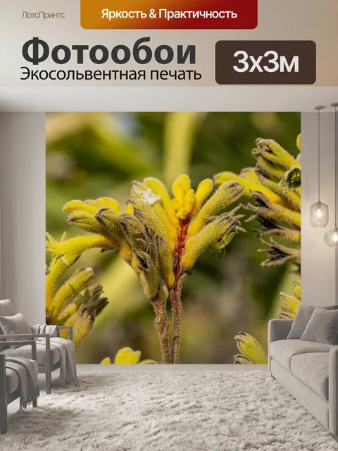 Фотообои Жёлтый самоцвет анигозантоса