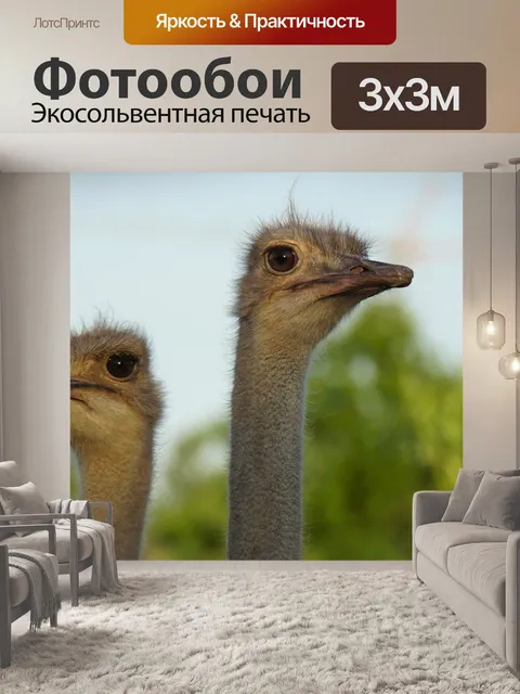 Фотообои Страус