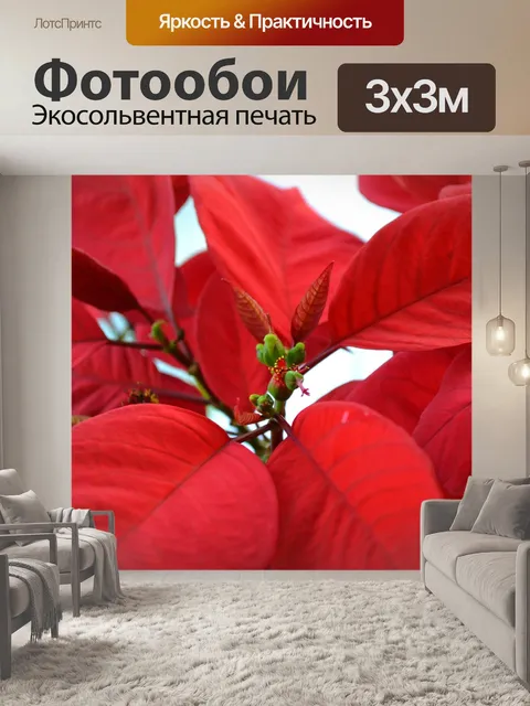 Фотообои Поинсеттиа