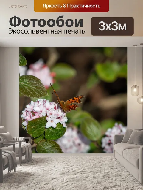 Фотообои Бабочка-павлин, насекомое