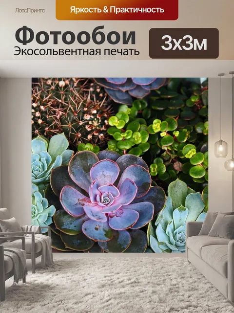 Фотообои Различная эхеверия и другие суккуленты