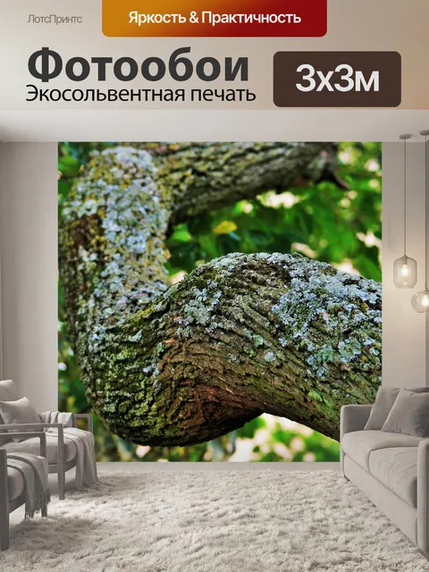 Фотообои Tipuana дерево толщиной филиал