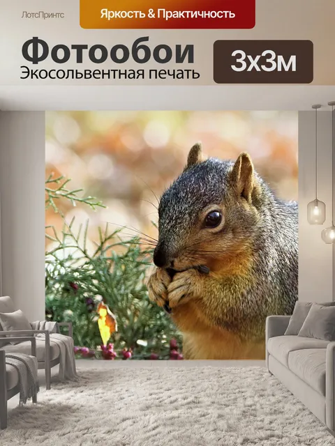 Фотообои Фокс Белка, питающаяся семенами подсолне