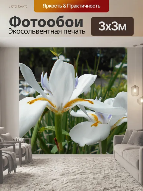 Фотообои Африканец