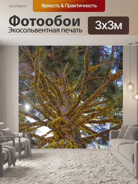 Фотообои Хвойного