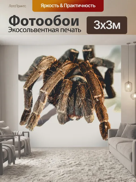 Фотообои тарантул паук