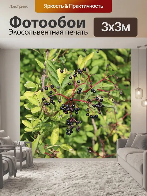 Фотообои Ягода