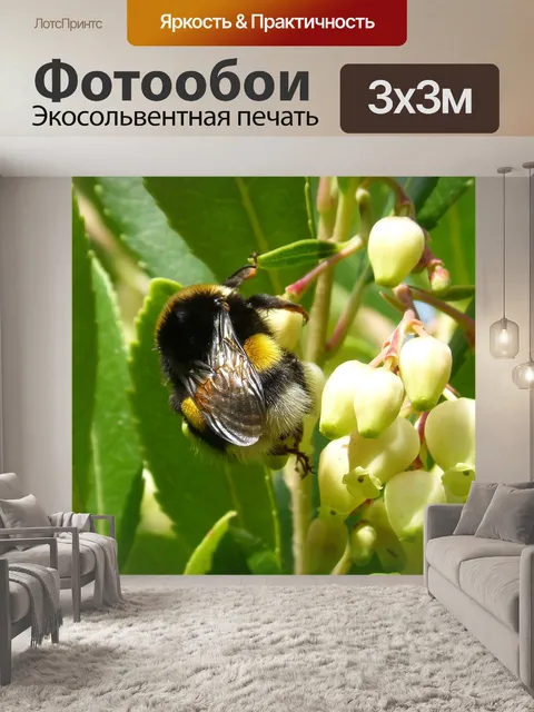 Фотообои Шмель