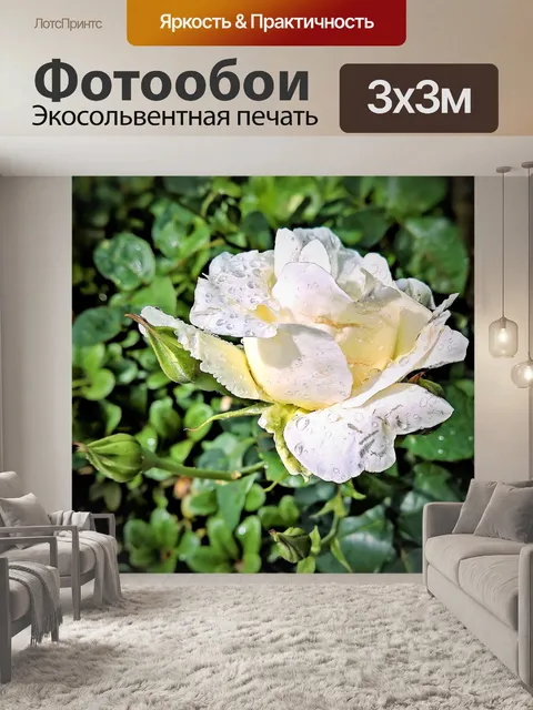 Фотообои Роза
