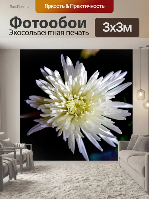 Фотообои хризантема