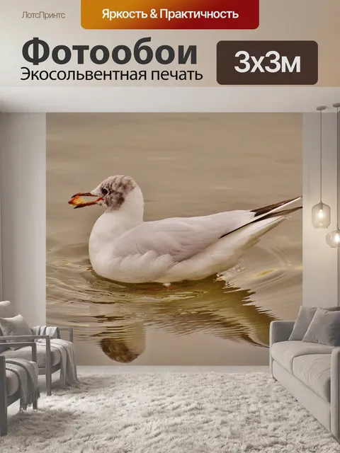 Фотообои Чайка