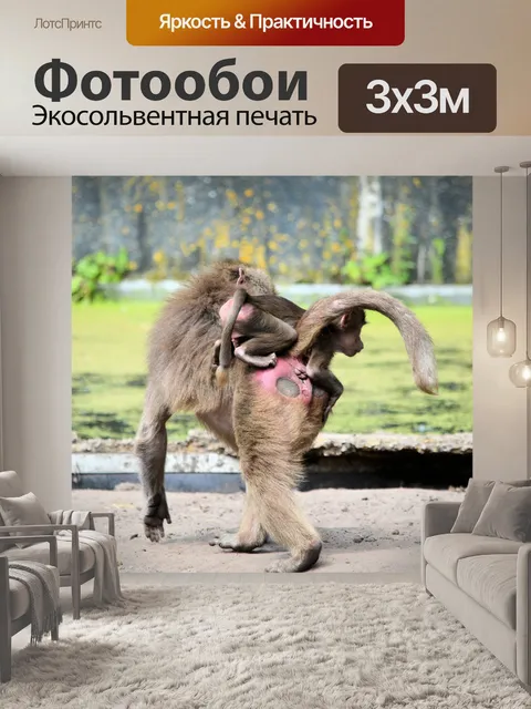 Фотообои Бабуин 3