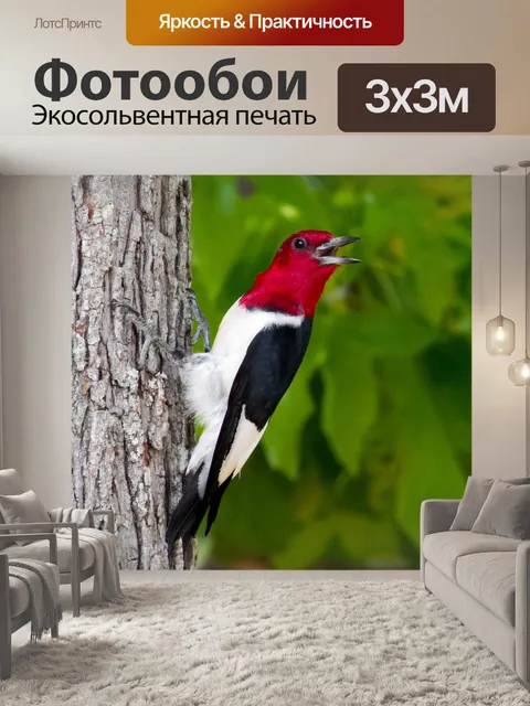 Фотообои Рыжий дятел