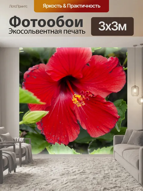 Фотообои Красный цветок гибискуса