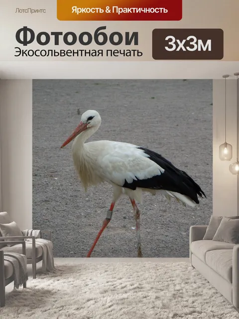 Фотообои Птица