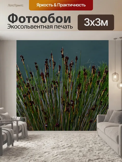 Фотообои Тростник в воде