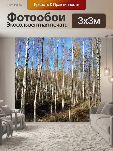 Фотообои Березовая роща