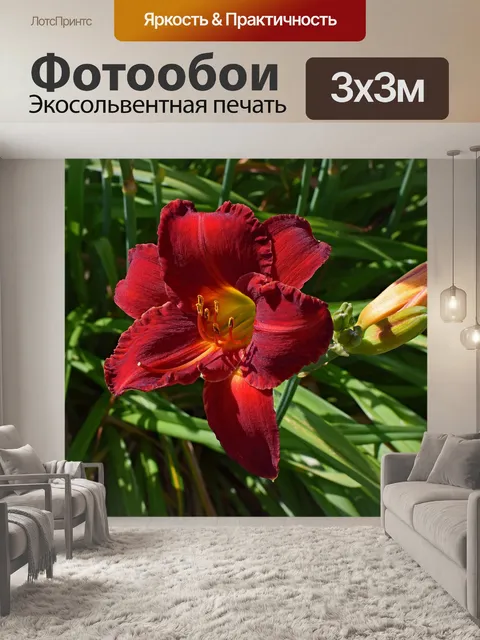 Фотообои Красно-оранжевый лилейник
