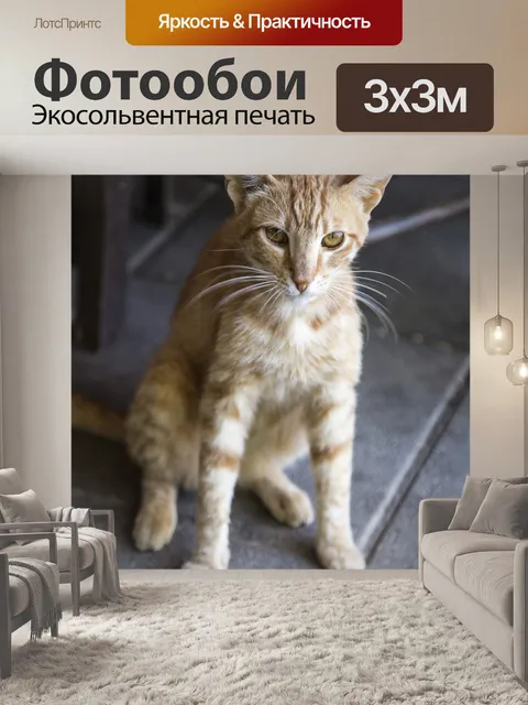 Фотообои Кошка