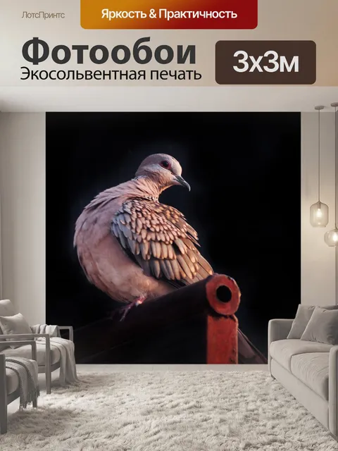 Фотообои Пятнистый голубь 8