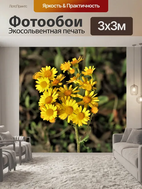 Фотообои Prairie Ragwort Уайлдфлауэр крупным план